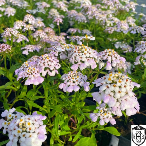 Iberis 'Lavender Frost' - Ibeeris 'Lavender Frost'